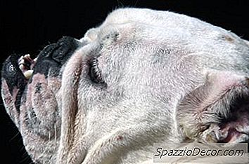 Englische Bulldog-Augenprobleme