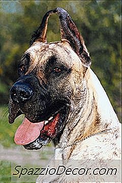 Уголемено Сърце Във Великите Датчани