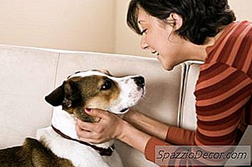 Dentifricio Enzimatico Per Cani