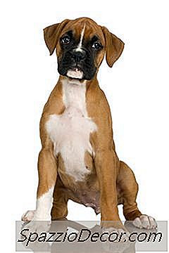Agresi Episodik Pada Anjing Boxer