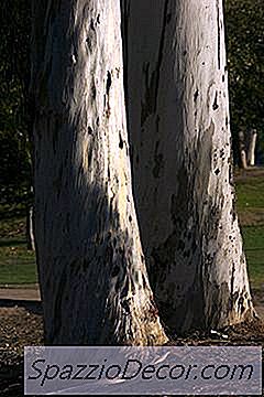 Eukalyptus Und Katzen