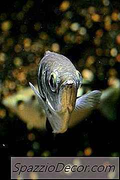 Todo Lo Que Necesita Saber Sobre El Cuidado De Opaline Gouramis