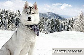 シベリアンハスキーについて知る必要があるすべて