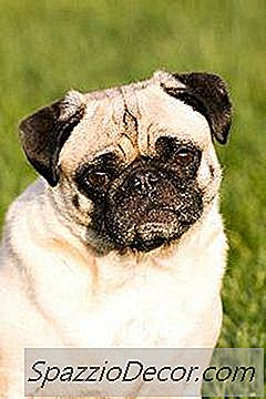 Tos Excesiva En Pugs