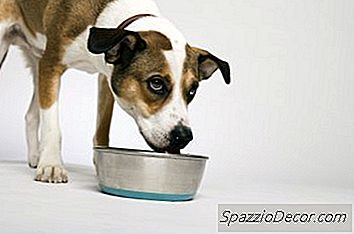 Overdreven Tørst Hos Hunde