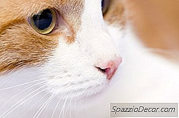 Dilatation Extreme Des Yeux Chez Les Chats 22