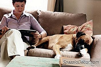 Problemas Oculares Em Pugilistas (Cães)