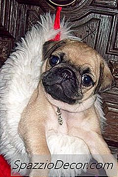 Problemas Oculares Com Pugs