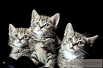 在小猫的面部脱发