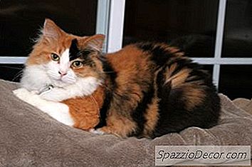 Faits Sur Les Chatons Calicots