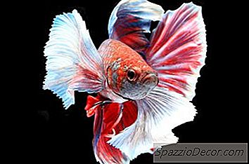 Fapte Despre Crowntail Barbat Betta Pește