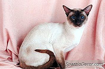 Informazioni Sui Gattini Siamesi