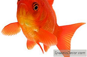 Fakten Über Was Goldfische Essen