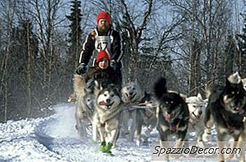 Famous Huskies
