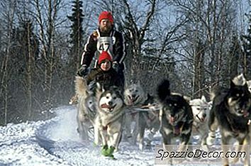 Frægir Huskies