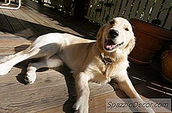 Vetweefseltumoren Bij Honden