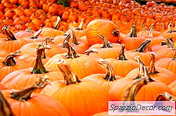 Ingeblikte Pompoen Voeren Naar Katten Of Honden