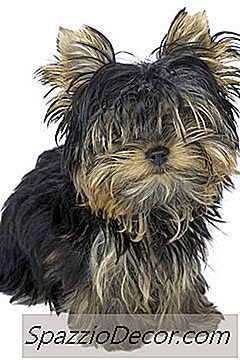 Voeden En Verzorgen Voor Een Puppy Van Yorkie
