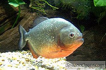 Conseils D'Alimentation Pour Le Ventre Rouge Pacu