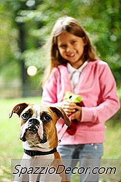 Alimentando Seu Boxeador Adulto