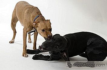 Comportamento Cane Femmina