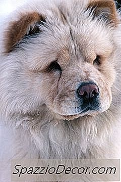 Ruoka, Jota Chow Chows Syö