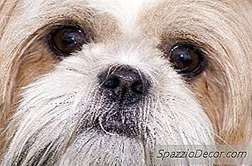 Trái Cây Và Rau Cho Một Shih Tzu