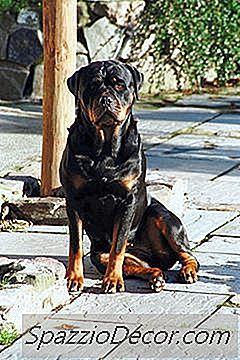 Morsomme Fakta Om Rottweiler