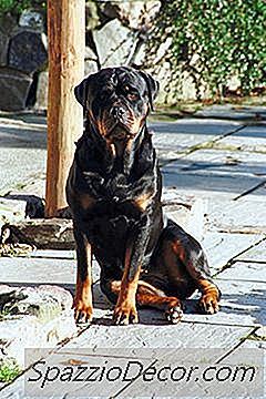 Curiosidades Sobre O Rottweiler