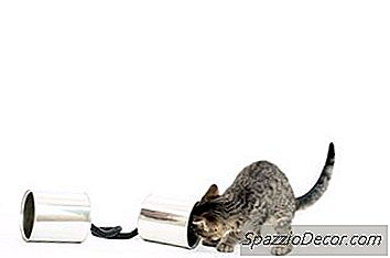 Jogos Divertidos Para Gatinhos