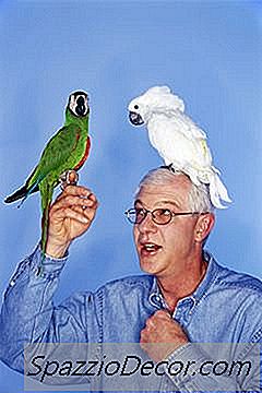 Διασκέδαση Πράγματα Να Κάνουμε Με Cockatiels