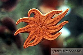 A Função Ou Propósito De Um Braço De Estrela Do Mar