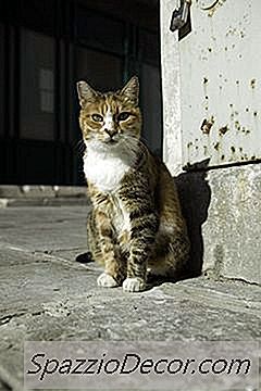 फफूंद संक्रमणों और संबंधित जीव बिल्लियों में