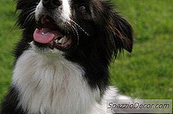 与牧羊犬一起玩的游戏