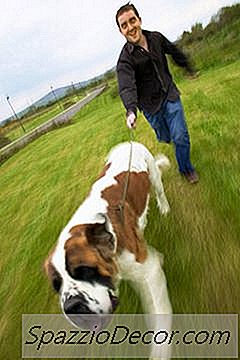 Jocuri Pentru A Învăța Sf. Bernard