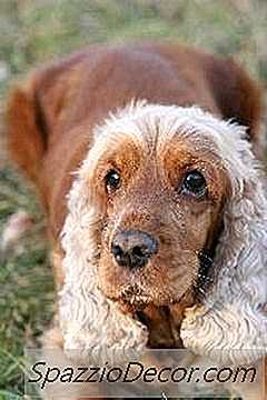 Enfermedades Genéticas De Cocker Spaniels