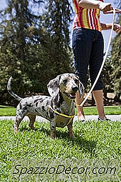Masalah Genetik Di Mini Dachshunds