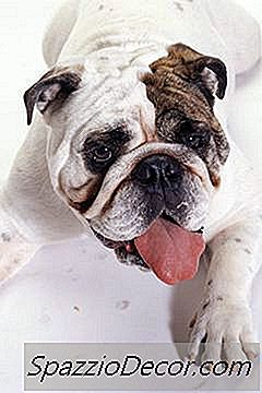 Sarkık Durdurmak Için Bulldog Başlarken