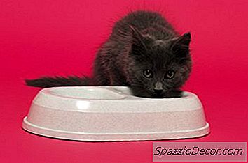 Yavruları Su İçmek İçin Başlarken