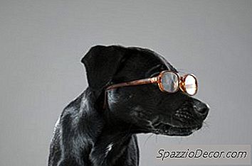 Briller Eller Briller Til Hunde