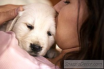 Cuccioli Di Cucciolo Golden Retriever