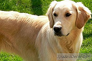Treinamento Do Cachorrinho Golden Retriever