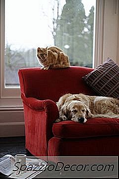 Goldendoodle Con Ansiedad