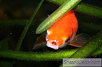 Pesce Rosso E Alghe