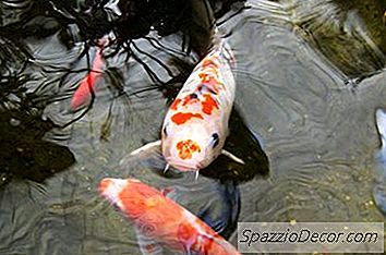 Goldfischverhalten Zwischen Verschiedenen Geschlechtern