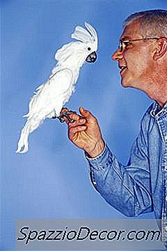 Καλά Τραγούδια Για Να Διδάξουν Cockatiels
