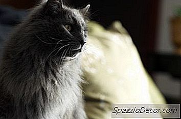 Grad 3 Herzmurmeln Bei Katzen