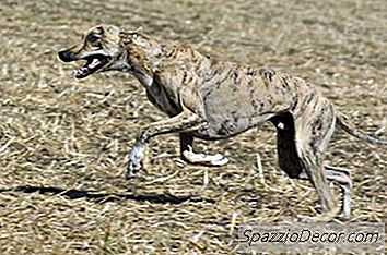 Greyhound-Anesthesie