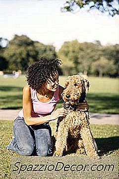 Toelettatura Airedale Terrier