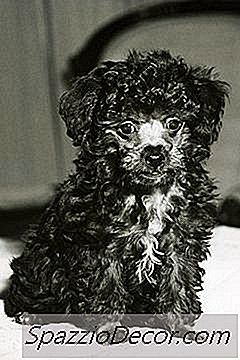 Chăm Sóc Chải Chuốt Cho Một Poodle Teacup
